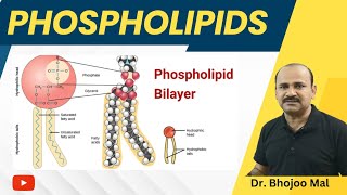 Phospholipis  Lipids  Class 11 Biology  by Dr Bhojoo Mal [upl. by Llehsad693]