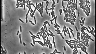 Cell division of E coli with continuous media flow [upl. by Yetty]