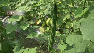 How to plant and grow luffa [upl. by Nawtna832]