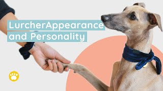 Lurcher Appearance and Personality [upl. by Raskind]