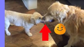 Golden retriever puppy Bella and dog Boomer play keepaway [upl. by Kial]