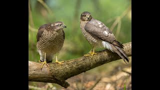 Sparrowhawk Acipiter nisus [upl. by Wharton]