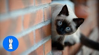 Siamese Kittens Playing  Cute Compilation [upl. by Dannel]