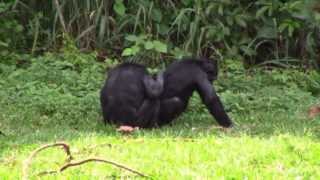 Visiting Bonobos in Kinshasa CongoAfrica [upl. by Nepil]