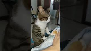 Funny cat 😻youtubeshorts shorts viralvideo [upl. by Eenar482]