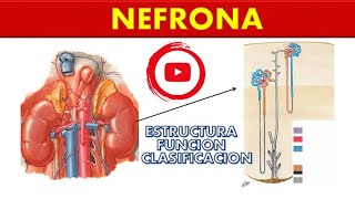 NEFRONA ESTRUCTURA FUNCIÓN CLASIFICACIÓN [upl. by Enialb704]