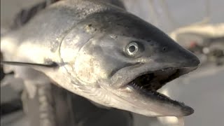 CATCH  COOK Salmon Lake Ontario [upl. by Corly]