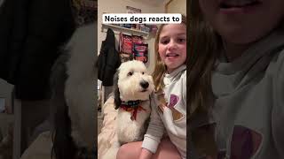 10 Noises dogs react to ￼ dog dogsound puppy [upl. by Carrnan75]