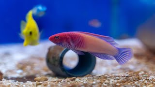 China Wrasse  Red Velvet Fairy Wrasse  Saltwater Fish  Quarantined Fish  Reef Aquarium [upl. by Natsreik]