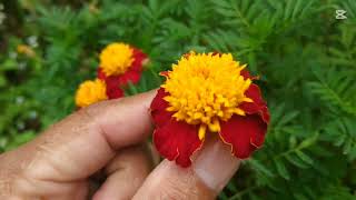 tagetes garden marigold flowers [upl. by Tri]