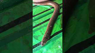 Snake eel fish डुगडुगीया मछलीকুচে মাছ fish food sorts ytshots [upl. by Adekan]