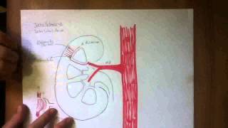 CIRCULACION RENAL [upl. by Elrae961]