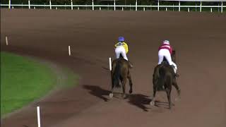 Hippodrome de Wallonie  Courses du 08 Novembre 2024 [upl. by Adehsor302]