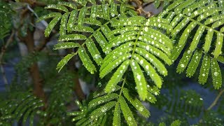 An Overview of Flavonoids and Antioxidant Potential of Prosopis cineraria [upl. by Carlos]