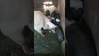 Landrace HDK75 Cross Piglets cute farmlife villagelife nature animalfarm ggpfa [upl. by Sidras758]