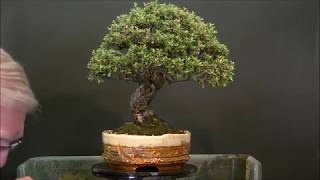 Repotting a cotoneaster bonsai  Verpotten van een cotoneaster bonsai [upl. by Meuser]