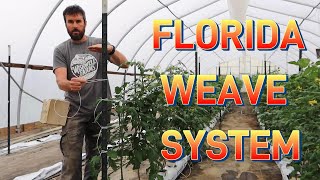 How to Trellis Your Tomatoes with the Florida Weave System [upl. by Ojibbob543]