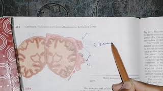 Functional localization of Cerebrum temporal lobe areas part3 neuroanatomy [upl. by Jenny]