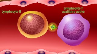 Vaccins et réponse immunitaire  Quel est le mode d’action des vaccins en français [upl. by Marciano]