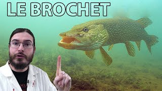 LE BROCHET  LA PÊCHE  LES TECHNIQUES 2020 🔴De A à Z🔴 [upl. by Hopkins]