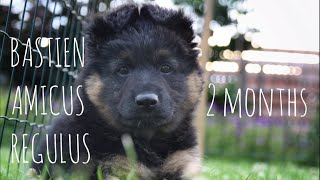 Chodský pes Bastien 2 months  Bohemian shepherd [upl. by Tufts735]