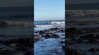 Dodging seaweed at low tide at Steamer Lane surfing SantaCruz [upl. by Otilopih]