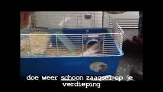 Hoe maak je een hamsterkooi schoon  Hammies World [upl. by Leffert]