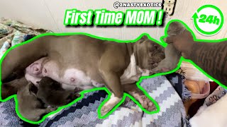 Whelping Micro Exotic Bully Puppies First 24 Hours [upl. by Tharp529]