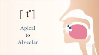 t⁼  unvoiced unaspirated apical alveolar stop [upl. by Kleinstein367]