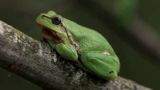 Laubfrosch im Gebüsch u nachts rufend  Tree frog calling at night [upl. by Ailyt939]