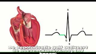 Het hart ECG [upl. by Karlotta]