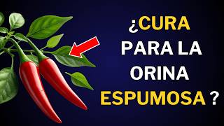 Cura tu Proteinuria Los 10 Mejores SUPERALIMENTOS para Riñones SALUDABLES  Nutrinessmed [upl. by Tubb]