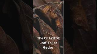 The CRAZIEST LeafTailed Gecko Youll EVER See [upl. by Caia]