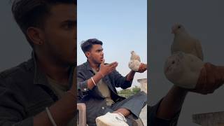 Kabuter ka sacha pyar ☠️🕊️👀petlovers pigeon shortfeed yt viralvideo spkabuterclub 😅🙏 [upl. by Ahsaelat45]