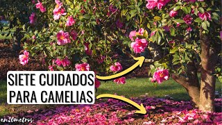 Principales CUIDADOS PARA CAMELIAS crece más rápido más verde y con más flores  en20metros [upl. by Lindgren]