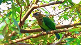 Lineated barbet Psilopogon lineatus  Asian barbet [upl. by Mayda]