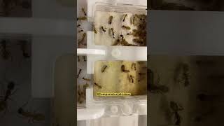 Camponotus atriceps ant муравьи pets camponotus atriceps [upl. by Uon]