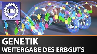 Trailer  Molekulare Genetik  Weitergabe des Erbguts  Biologie  Schulfilm [upl. by Adnyl]