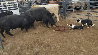 Loading bulls with Brick Kate and Dan [upl. by Rutger3]