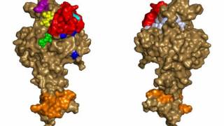 Difference Between Monoclonal Antibodies and Polyclonal Antibodies [upl. by Enelie149]