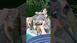 INSANE TROUT AND BASS TRIPLE UP browntrout largemouthbass bassfishing fishing fish trout fun [upl. by Yreva552]