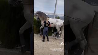 Yeguada Mile Piaff training piaffe in the hand piaffe purarazaespañola dressagehorse [upl. by Nilhtac]