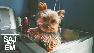 DOBBY THE TEACUP YORKIE HATES BATHS  SajandEm Daily Vlogs  March 31st 2016 [upl. by Fenny799]