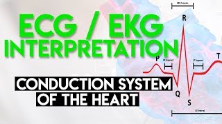 Electrical Conduction System of the Heart  ECG EKG Interpretation Part 1 [upl. by Ardnazil990]