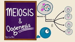 Meiosis  Oogenesis  Gametogenesis  Human Embryology  Reproductive Physiology [upl. by Fleur]