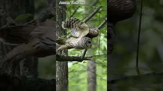 Mottled Wood Owl  Large Owls of India IThe call of a great horned owl [upl. by Renick783]