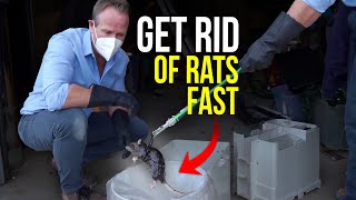 The BEST way to GET RID of Rats and Mice Quickly New trapping system holds 37 rats [upl. by Liss]