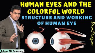 Human Eye  Structure and Working of Human Eye  Human Eye and the Colorful World  Class 10 Science [upl. by Meece]