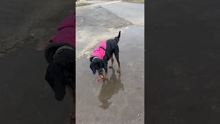 Black and tan coonhound coat [upl. by Weinreb203]