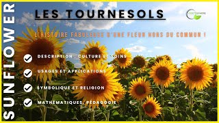 Les Tournesols vegetosphere garden flowers tournesol fibonacci [upl. by Ynnaej]